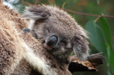 koala joey pictures